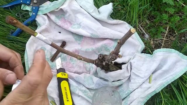 Прививка винограда в расщеп . смотреть онлайн