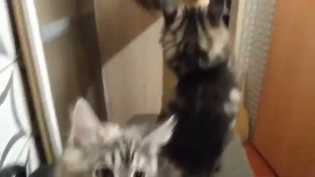 Сибирские котята - это лучшая порода!- видео 6 смотреть онлайн