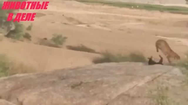 Леопард Поймал Собаку и Вот Что Случилось смотреть онлайн