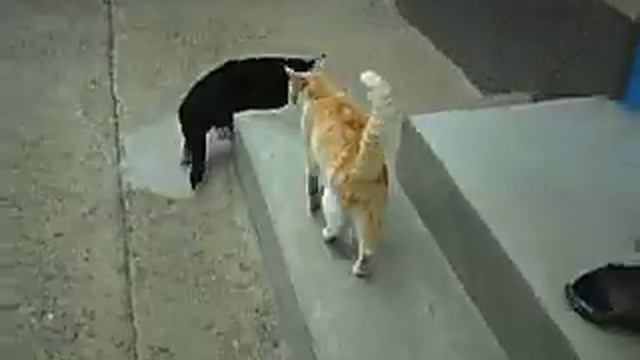 Влюбленный кот смотреть онлайн