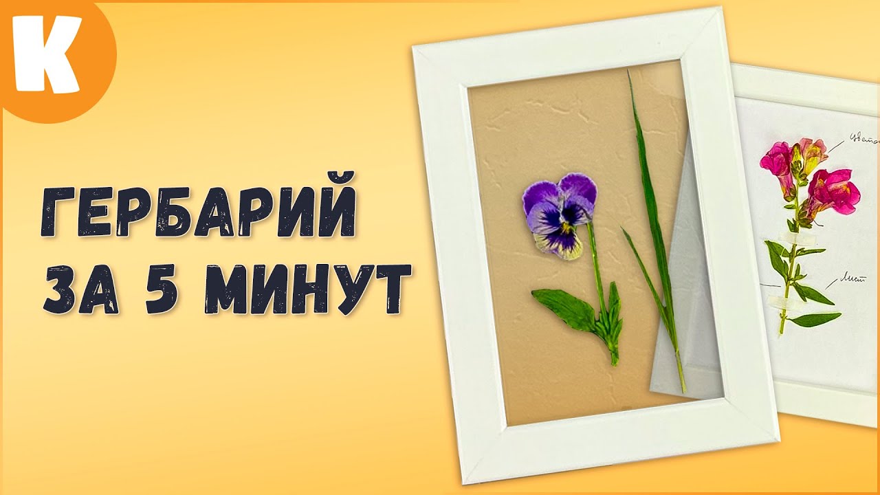 Как сделать гербарий за 5 минут. Очень красивый! смотреть онлайн