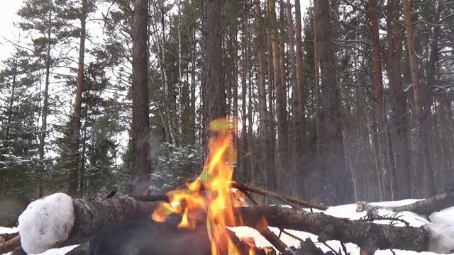 Чем отпугнуть животных в лесу. смотреть онлайн