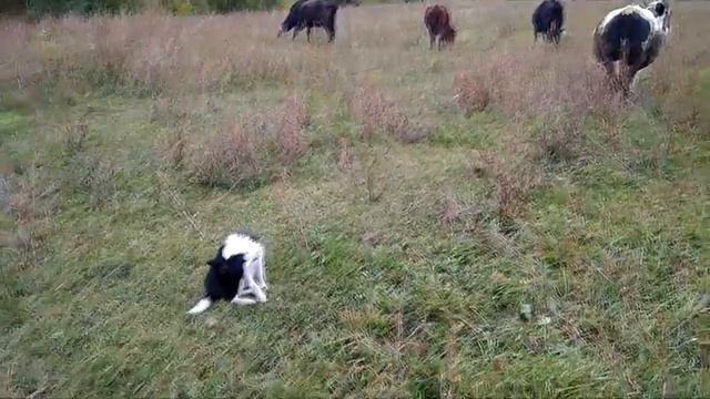 Лайка и коровы смотреть онлайн