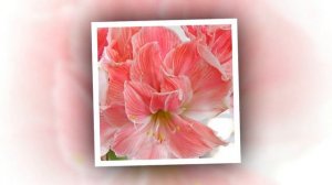 ТОП-10 самых красивых сортов. АМАРИЛЛИС. ГИППЕАСТРУМ