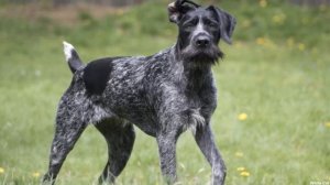 Дратхаар — преданный компаньон с охотничьим потенциалом. Все о породе.