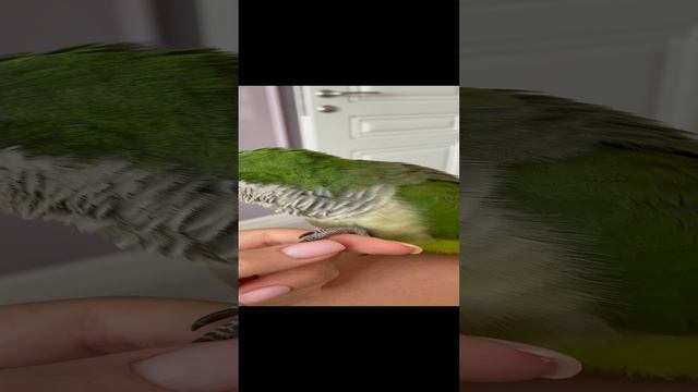 Зеленый попугай дает лапку