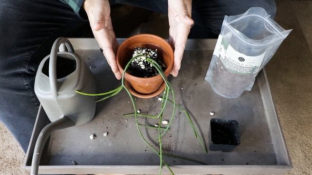 Rhipsalis Care: Growing The Jungle Cacti