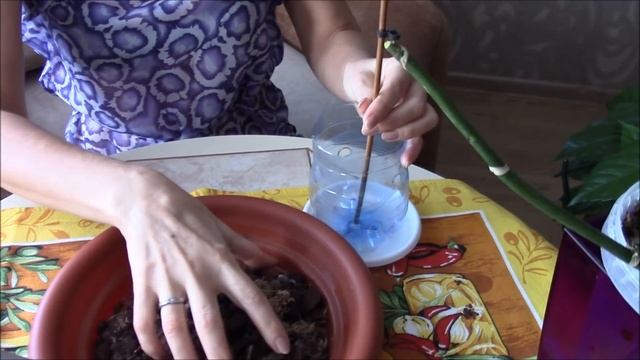 Отделение и посадка детки орхидеи. Размножение орхидеи. Чесночный настой. смотреть онлайн