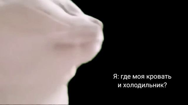 Танцующий кот мем оригинал