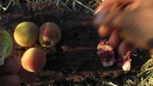 Сравнение персика Хасанского(Железова) и персика Манчжурского