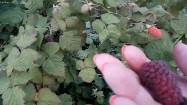 Ежемалина Логанберри (Американский сорт)