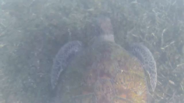 Таиланд. Ко Тао. Гигантская трёхсотлетняя черепаха. смотреть онлайн