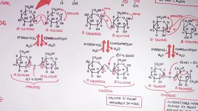 Biochemistry of Carbohydrates смотреть онлайн