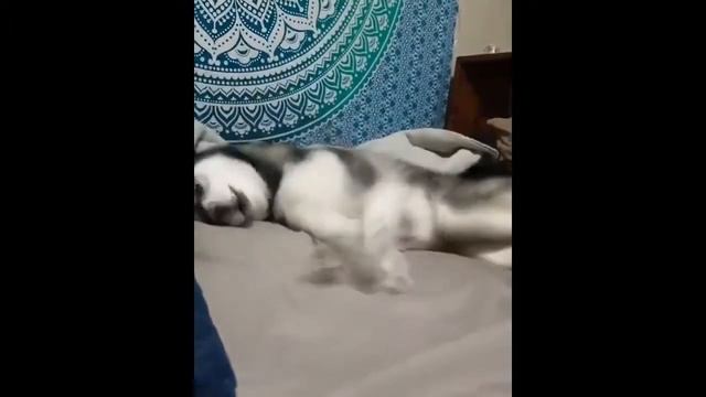 САМЫЕ СМЕШНЫЕ ЖИВОТНЫЕ! подборка смешных животных #14 | funny animals #14 смотреть онлайн