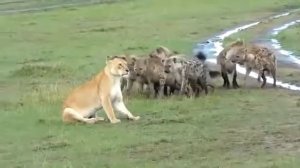 Гиены нападают на львицу  Бои животных  Hyena vs Lion