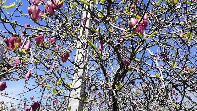 Сочи. Тюльпановое дерево. смотреть онлайн