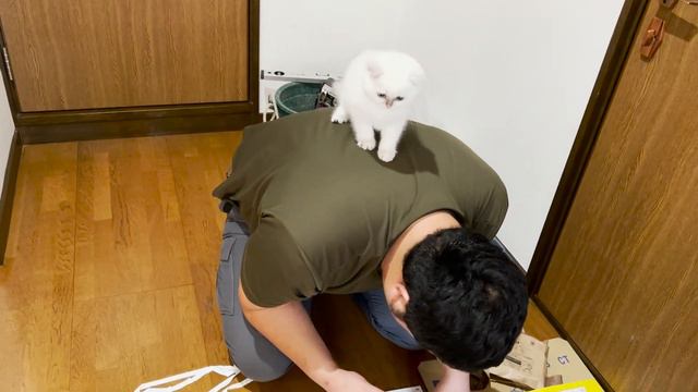 A kitten who doesn't know anyone! Help the trader hard today! I like the new toilet! ?? смотреть онлайн