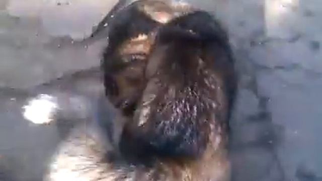 Хаски Майя и Немецкая овчарка Айна играют 😃 смотреть онлайн
