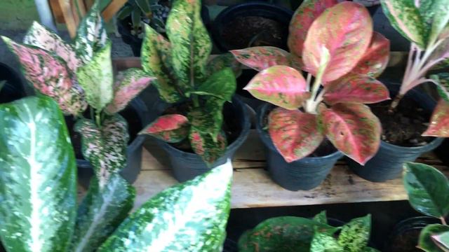 Mahirap bang Alagaan ang mga Aglaonema? | Care Tips смотреть онлайн