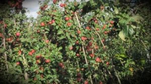 Яблоня позднего осеннего сорта Алеся