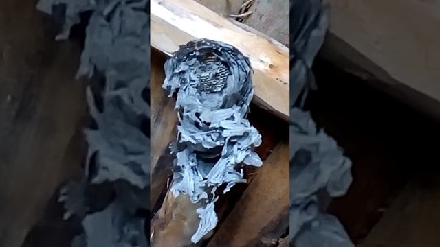 Гнезда шершней и ос#насекомые рядом с нами#shorts смотреть онлайн