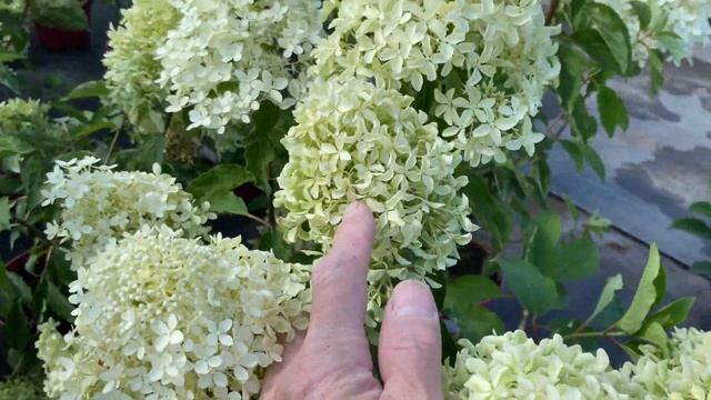 Гортензия метельчатая Мэджикал Лайм Спаркл Hydrangea paniculata Magical Lime Sparkle смотреть онлайн