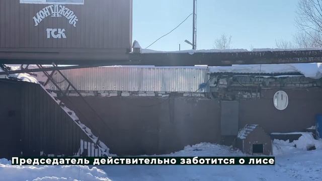Полицейские закрыли «лисий вопрос» 23.03.2021 смотреть онлайн