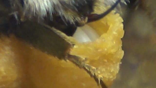 Зоологический Справочник