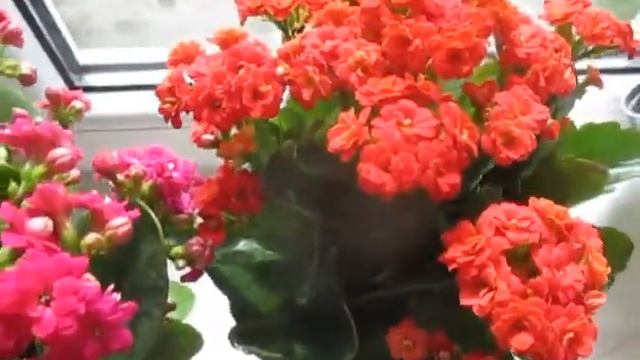 "Каланхоэ-4. Замена пицце! Чистка от сухостоя!" смотреть онлайн