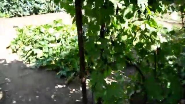 КУКУРУЗА СОЗРЕЛА для варки смотреть онлайн