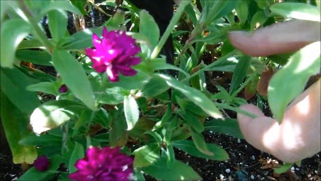 how to dry gomphrena flowers смотреть онлайн