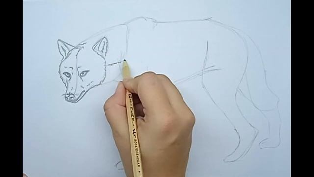 Как нарисовать волка \\ How to draw a wolf смотреть онлайн