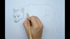Как нарисовать волка \\ How to draw a wolf