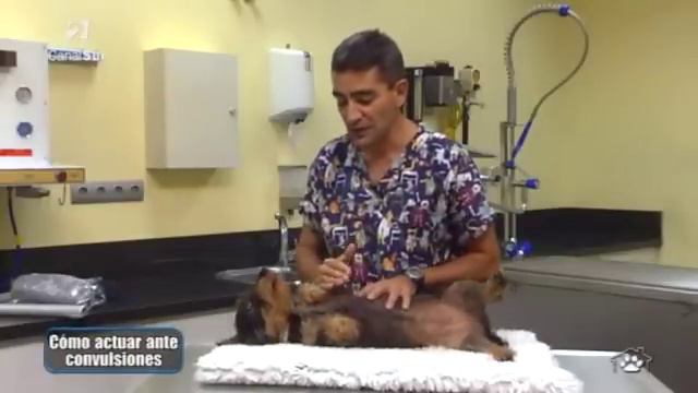 Cómo actuar en caso de convulsiones, en "Animales en familia" смотреть онлайн
