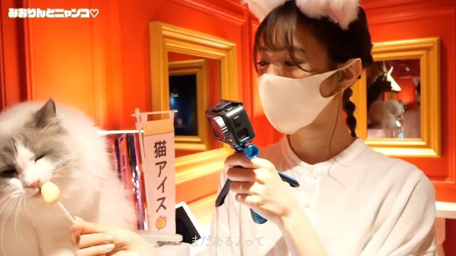 レモン君に会いに猫カフェ行ってきた🍋 смотреть онлайн