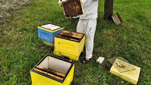 Роение пчёл, что делать? Два простых и эффективных способа против роения пчел. смотреть онлайн