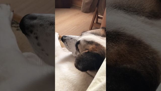 Собака спит сидя смотреть онлайн