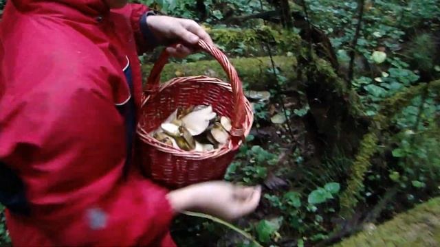 Вешенки в лесу. Сбор вешенок в подмосковье. Осень...