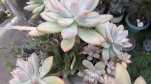 Suculenta _ GRAPTOSEDUM FRANCESCO BALDI