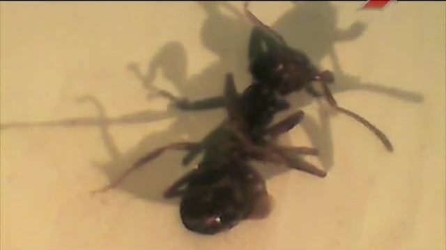 Природные Явления и Феномены