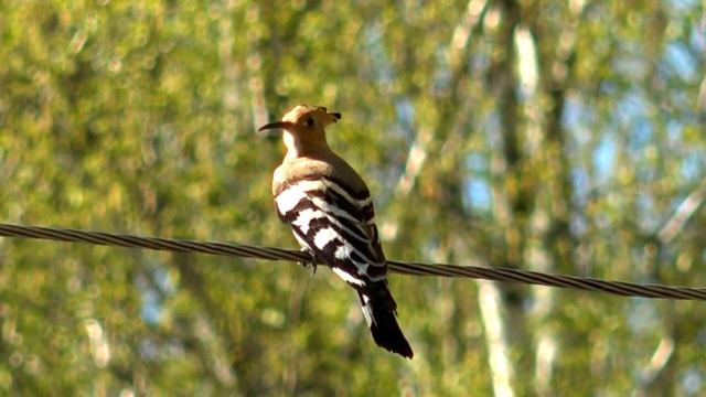 Удод - Upupa epops как выглядит удод? Хвастаться красотой не грех смотреть онлайн