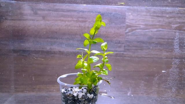 ЛИНДЕРНИЯ КРУПНОЦВЕТКОВАЯ ( Lindernia Grandiflora ) смотреть онлайн