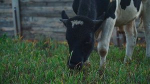 ВКУСНЕЙШИЙ КРЕСТЬЯНСКИЙ ЗАВТРАК