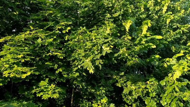 3 июня- День Святой ЕЛЕНЫ.Аленкин день. Народные приметы, традиции, обычаи и ритуалы смотреть онлайн