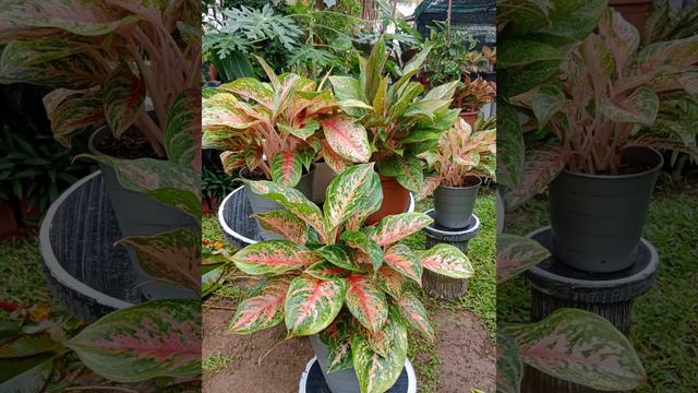 AGLAONEMA RED PEACOCK 🌱🌱.