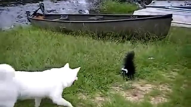 СОБАКА ПРОТИВ СКУНСА смотреть онлайн