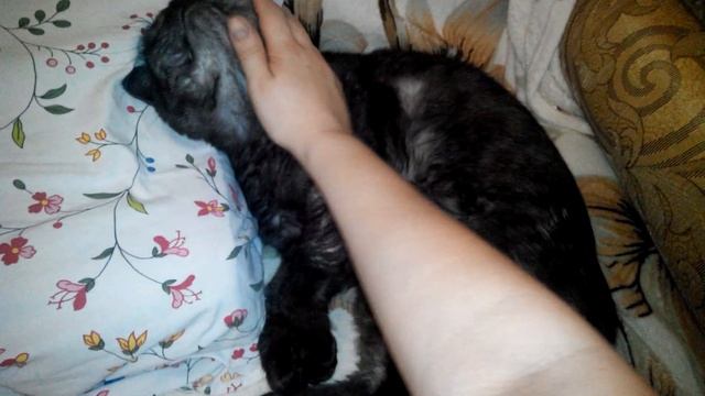 Знакомьтесь: сэр Арчибальд, отец семейства смотреть онлайн