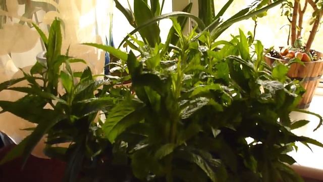 АУТФИТ. МЯТА, ЛИМОН, РОЗА С САХАРОМ