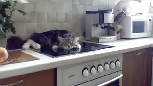 Коте снится сон смотреть онлайн