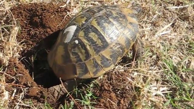 Черепаха несет яйца смотреть онлайн